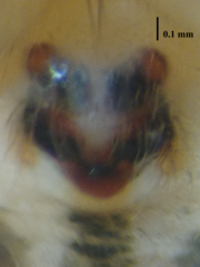 Oxyopes javanus