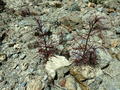 Cordylanthus tenuis brunneus