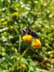 Thalestria spinosa