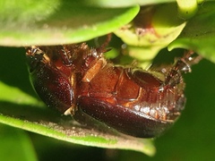 Phyllognathus excavatus