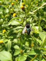 Thalestria spinosa