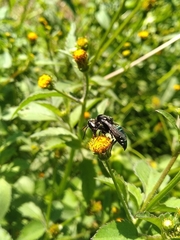 Thalestria spinosa