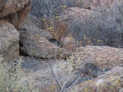 Pronolagus rupestris