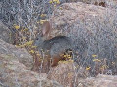 Pronolagus rupestris
