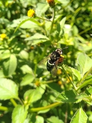Thalestria spinosa