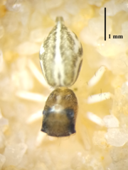 Phintella bifurcilinea