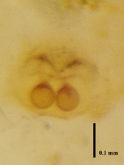 Phintella bifurcilinea