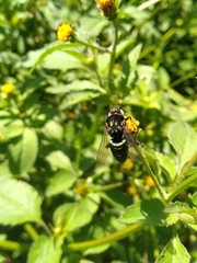 Thalestria spinosa