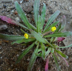 Camissoniopsis micrantha
