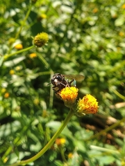 Thalestria spinosa