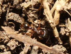 Tetramorium immigrans