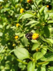 Thalestria spinosa