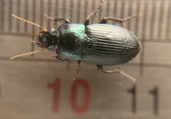 Harpalus dimidiatus