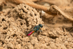 Chrysis mediata