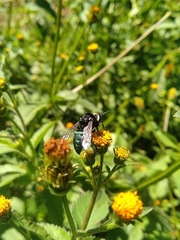 Thalestria spinosa