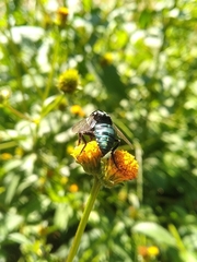 Thalestria spinosa