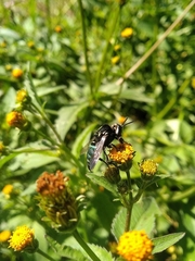 Thalestria spinosa