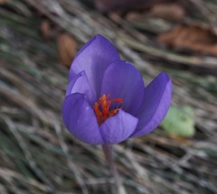 Crocus ligusticus