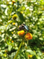 Thalestria spinosa