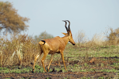 Alcelaphus buselaphus lelwel