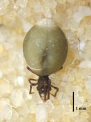 Spheropistha