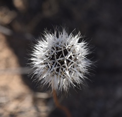 Brickellia incana