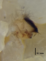 Theridiosoma
