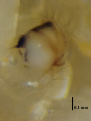 Theridiosoma
