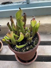 Heliamphora