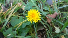 Taraxacum officinale