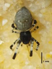 Zosis geniculata