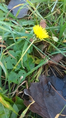 Taraxacum officinale