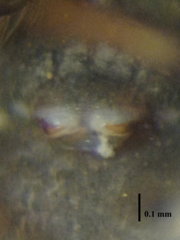 Zosis geniculata