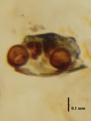 Zosis geniculata