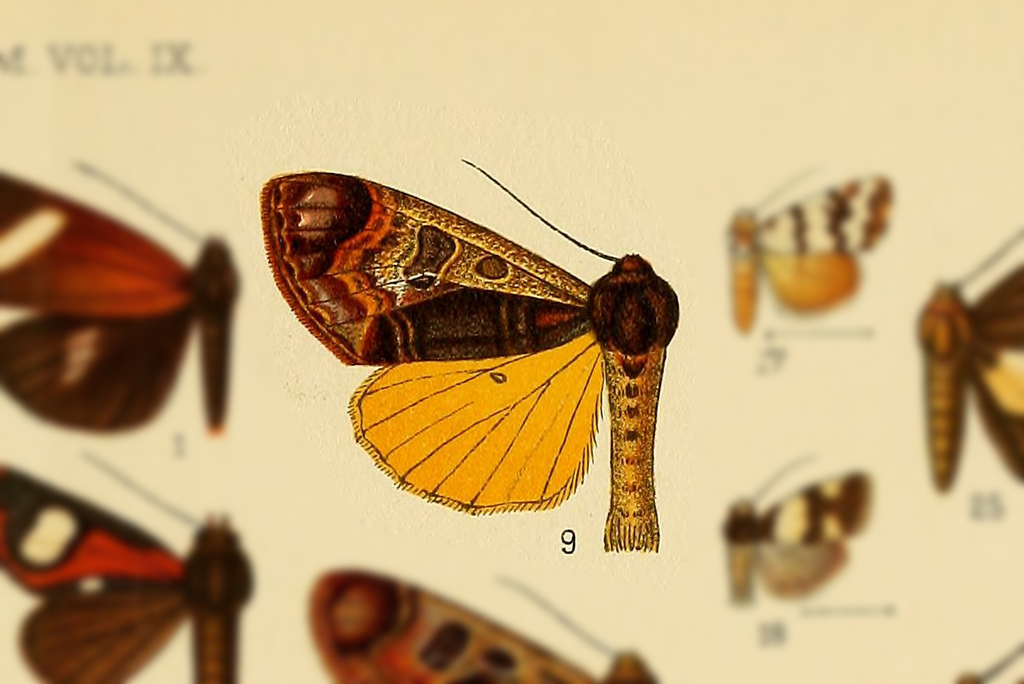 Sarbanissa flavida
