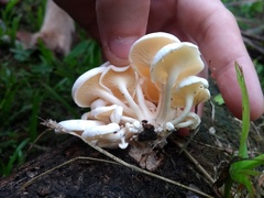 Lentinus concavus