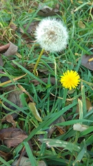 Taraxacum officinale
