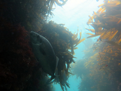 Latridopsis ciliaris