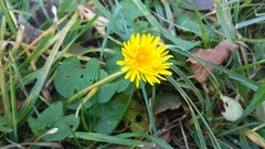 Taraxacum officinale