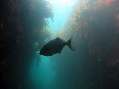 Latridopsis ciliaris