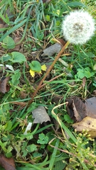 Taraxacum officinale