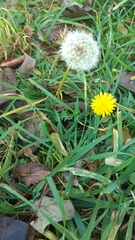 Taraxacum officinale