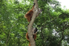 Eulemur macaco