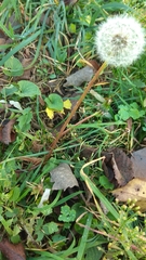 Taraxacum officinale