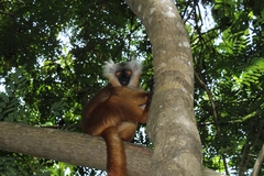 Eulemur macaco