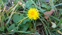 Taraxacum officinale