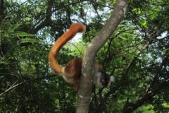 Eulemur macaco