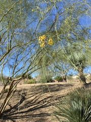 Parkinsonia
