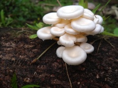 Lentinus concavus