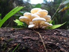 Lentinus concavus